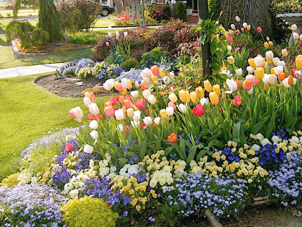 2-tulips-pansies-phlox-south-central